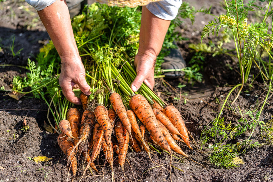 Organic Vegetables