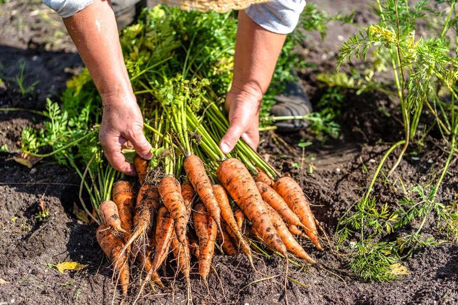 Organic Vegetables